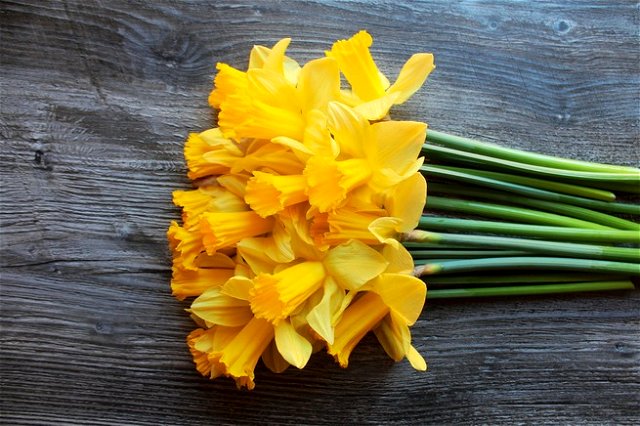 A bright bunch of yellow daffodils on a wooden table, stems to the right.