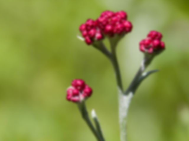 red everlasting flower