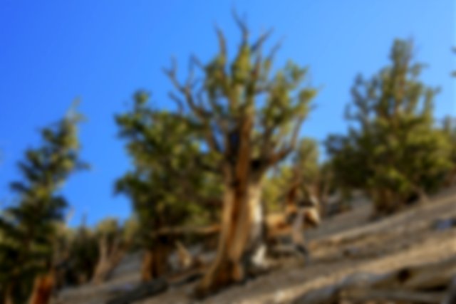A short old tree in arid earth, bright blue sky