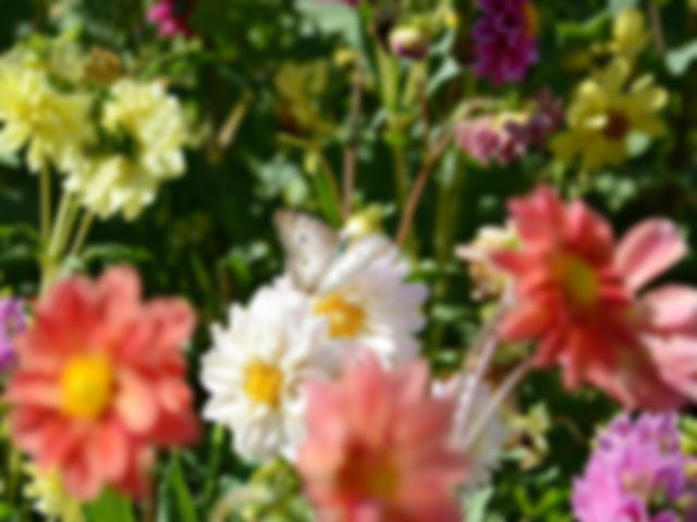 jardim florido na primavera do Brasil