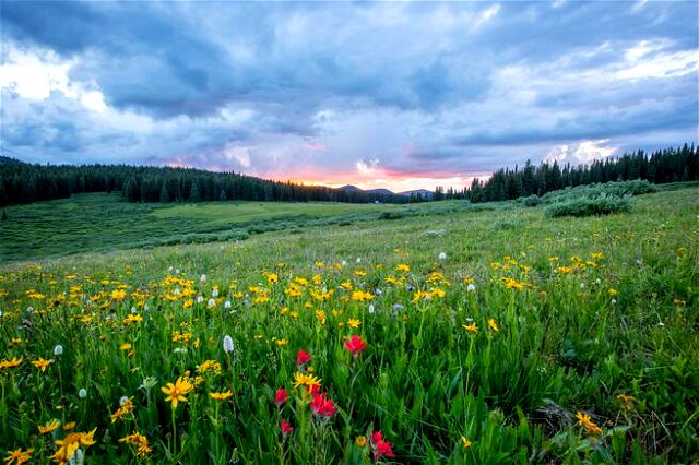 image depicting the spring season- a green meadow with colorful flowers