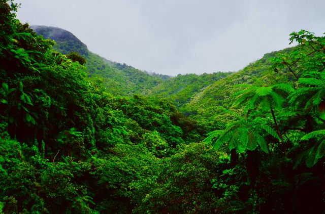 Lush rainforest