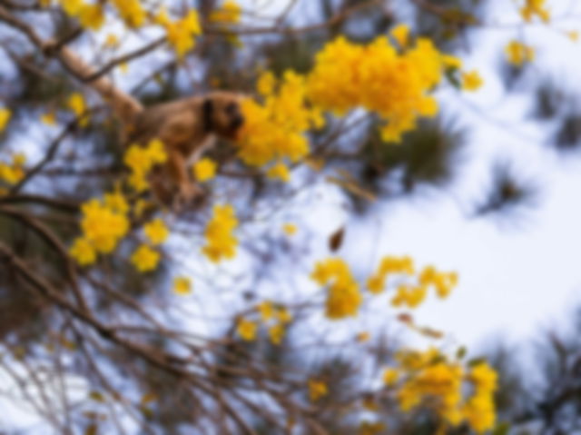 macaco-empoleirado-em-um-galho-árvore com flores amarelas na primavera
