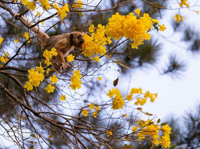 macaco-empoleirado-em-um-galho-árvore com flores amarelas na primavera