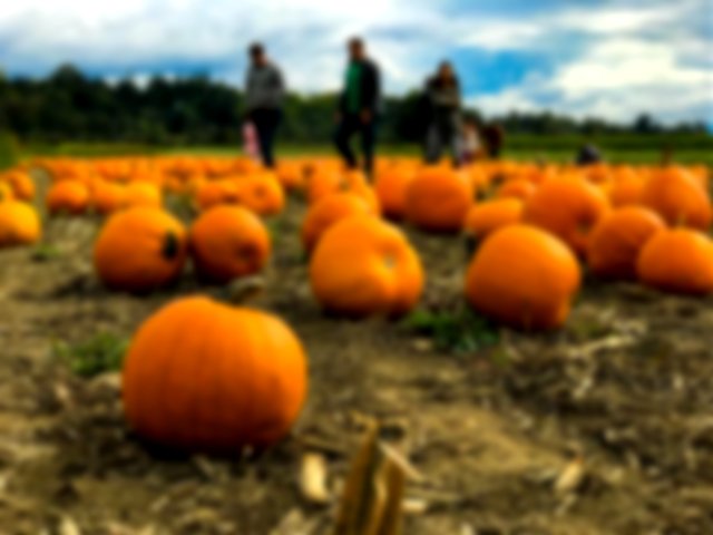 People on a pumpkin patch