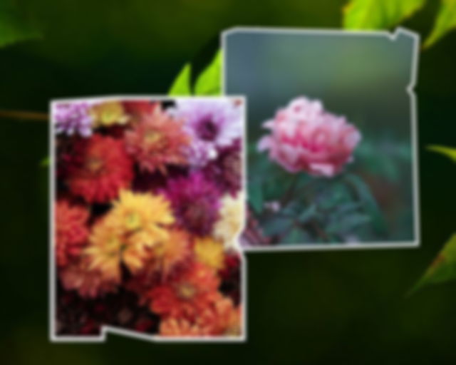 Chrysanthemum and Peony