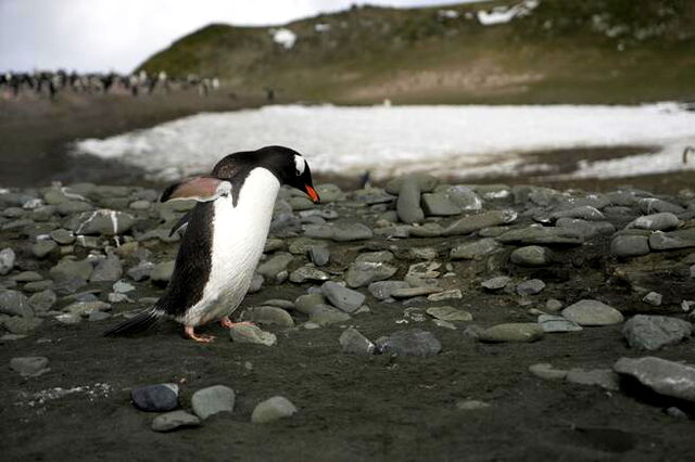 A penguin with rocks and a pond behind it on a dull day