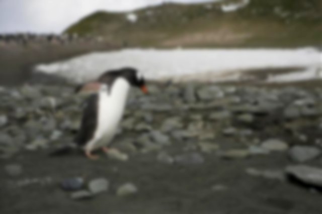 A penguin with rocks and a pond behind it on a dull day