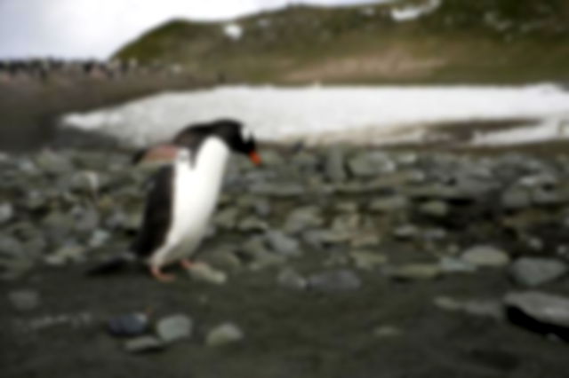 A penguin with rocks and a pond behind it on a dull day