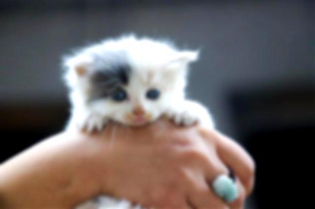 Kitten in someones hands
