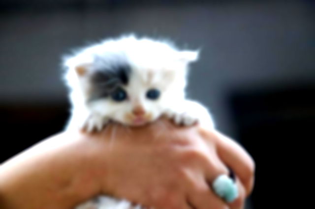 Kitten in someones hands