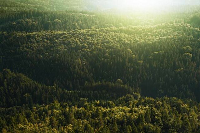 A vast green forest from above, the glare from the sun obscures the top right corner