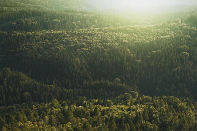 A vast green forest from above, the glare from the sun obscures the top right corner