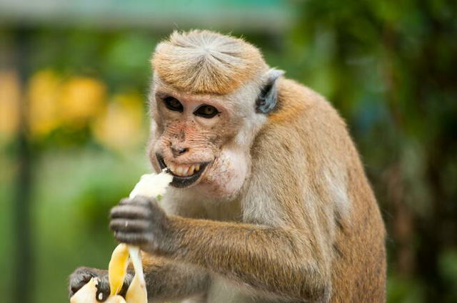 A monkey smiling and eating bananas