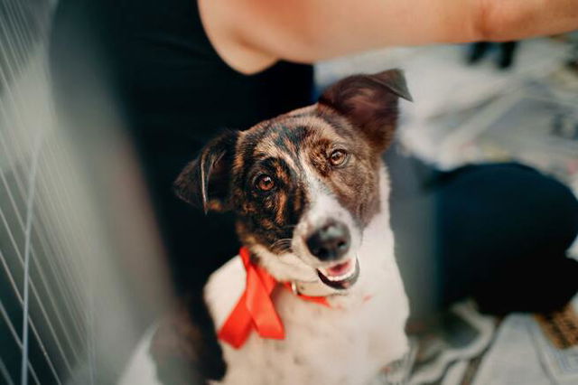 Photo of a dog staring innocently