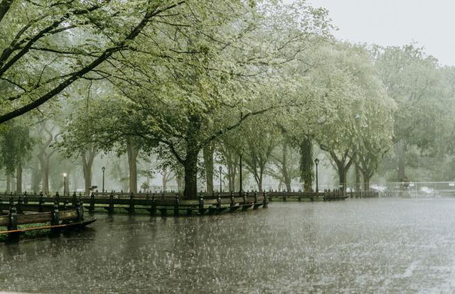 Rain in a Park Hitting the Surface of a Pond