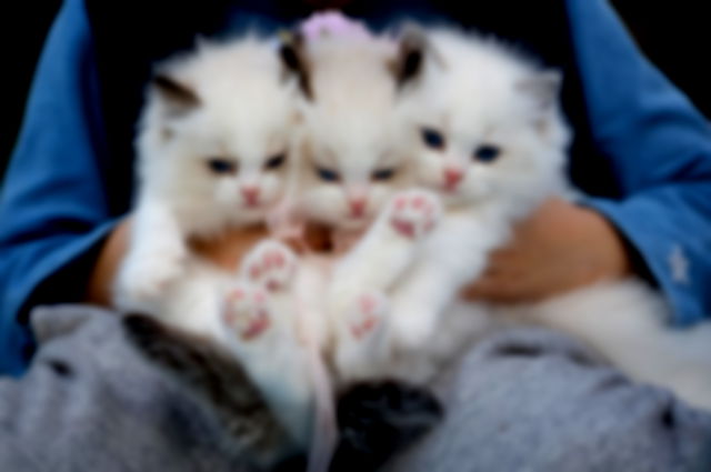 Close-Up Photo of a Hand Holding Three White Kittens