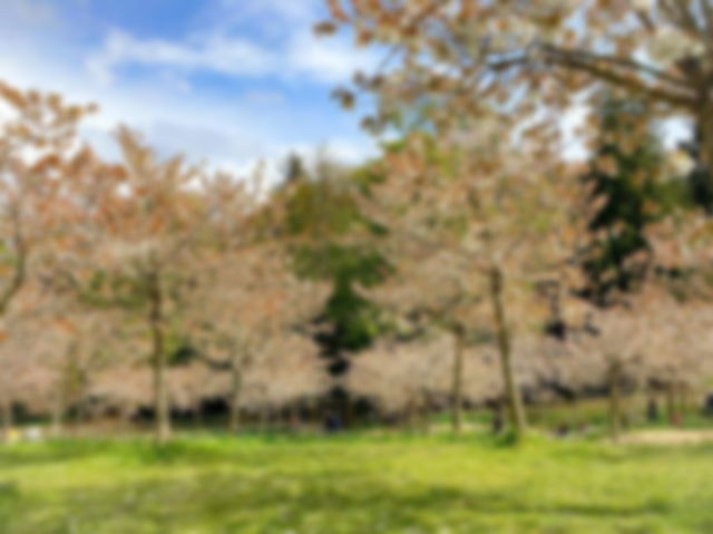 cherry blossom trees in a large garden on a blue but cloudy day