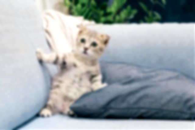 Cute Tabby cat on a sofa