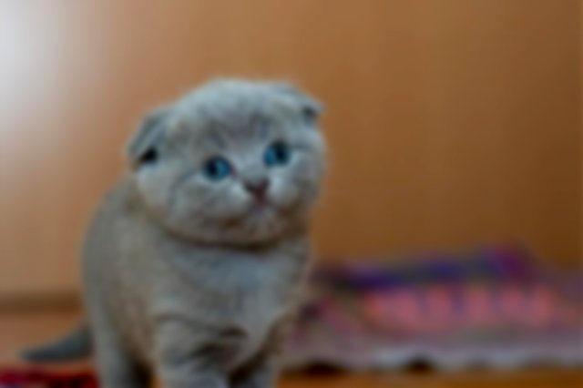 A gray kitten with blue eyes