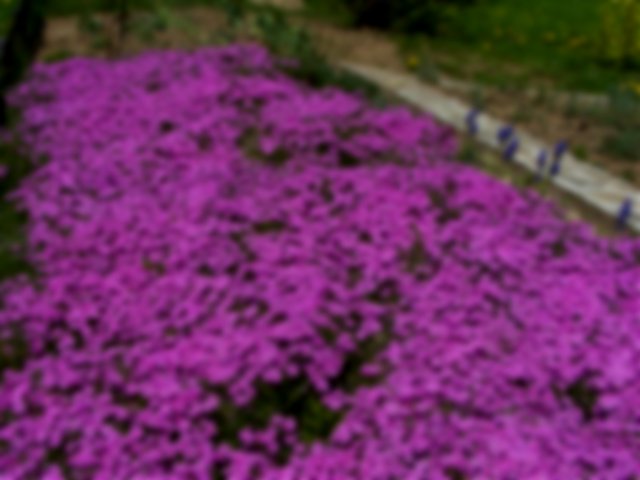 Phlox Sublata or Herb Moss Pink