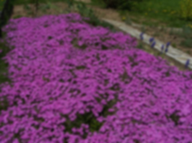 Phlox Sublata or Herb Moss Pink