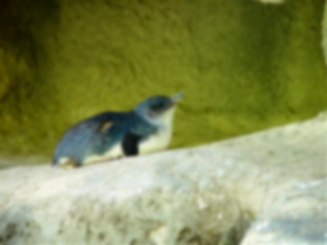 A penguin lying on a rock