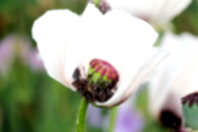 a white poppy