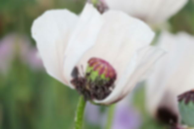 a white poppy