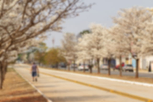 Pessoa caminhando em avenida com fileiras de ipês floridos em Goiânia, Goiás,