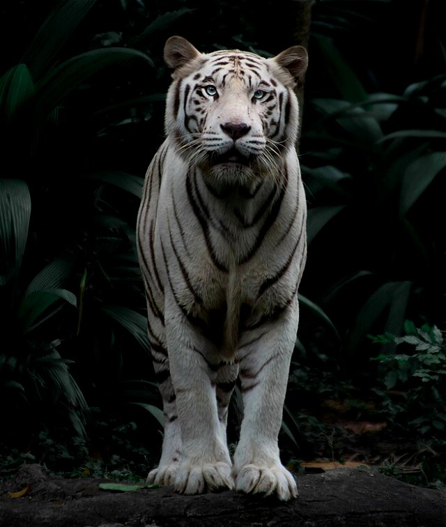 An image of a rare white tiger