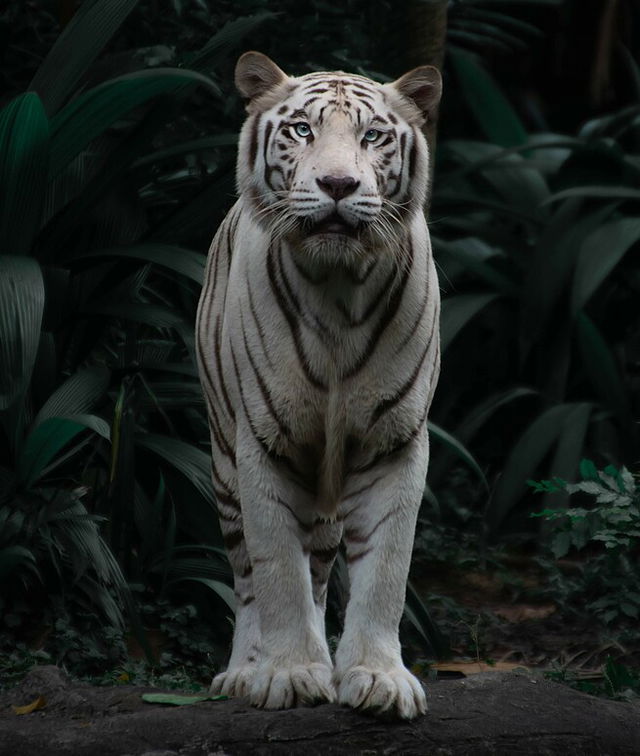 An image of a rare white tiger