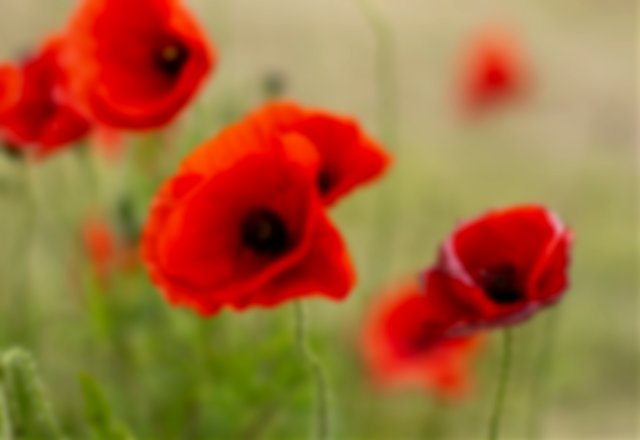 Red Poppies is the official symbol of Remembrance Day