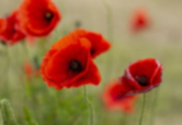 Red Poppies is the official symbol of Remembrance Day