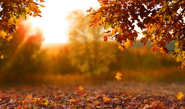 Beautiful autumn landscape with yellow trees and sun.  Colorful foliage in the park