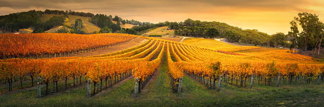 Gorgeous Vineyard in the Adelaide Hills