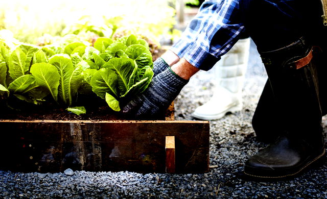 National Gardening Day