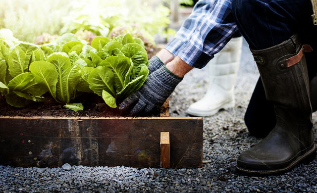 National Gardening Day