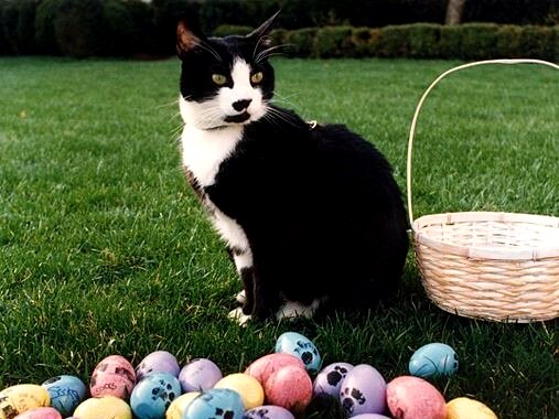 Imagen de Socks, gato de Bill Clinton, durante la Pascua de 1994