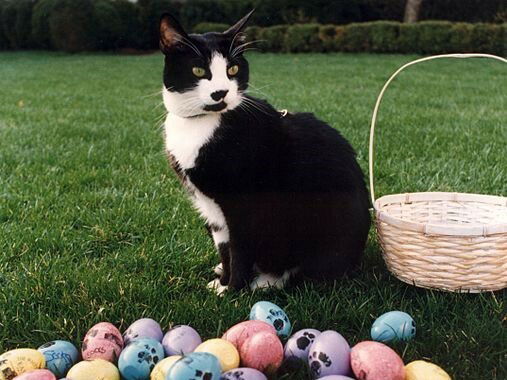 Imagen de Socks, gato de Bill Clinton, durante la Pascua de 1994