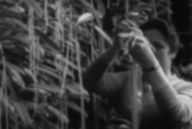 black and white image of a woman picking spaghetti from a tree