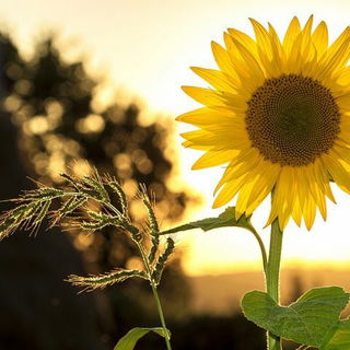 Summer Season: Dates, Characteristics and Celebrations