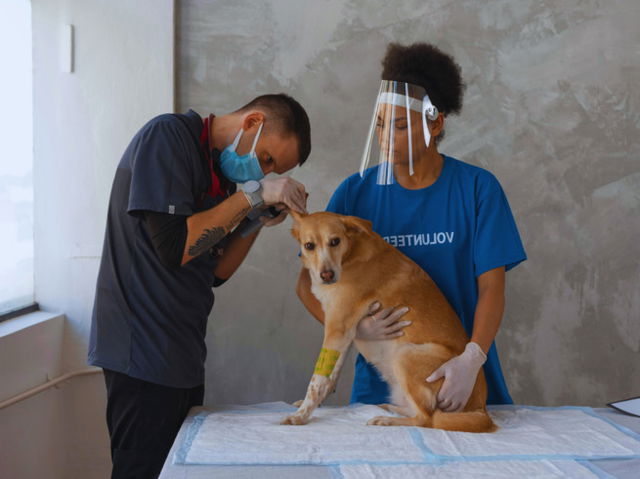 vets checking on a dog