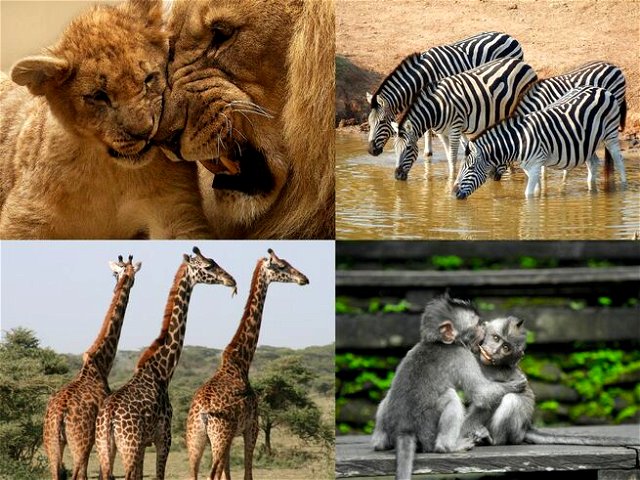 a collage of wild animals
