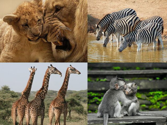 a collage of wild animals