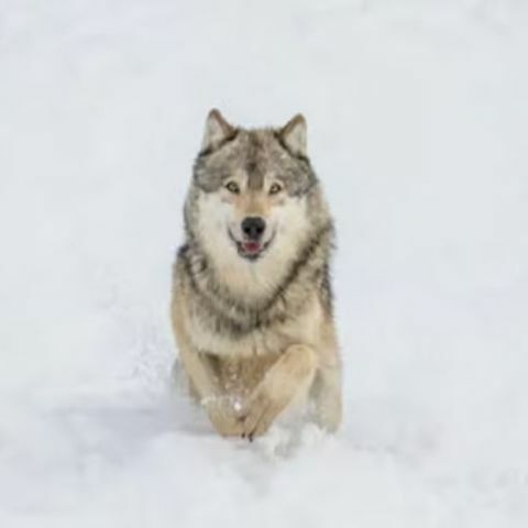 Gray wolf running through snow in a winter landscape, with white snow covering the ground and background.