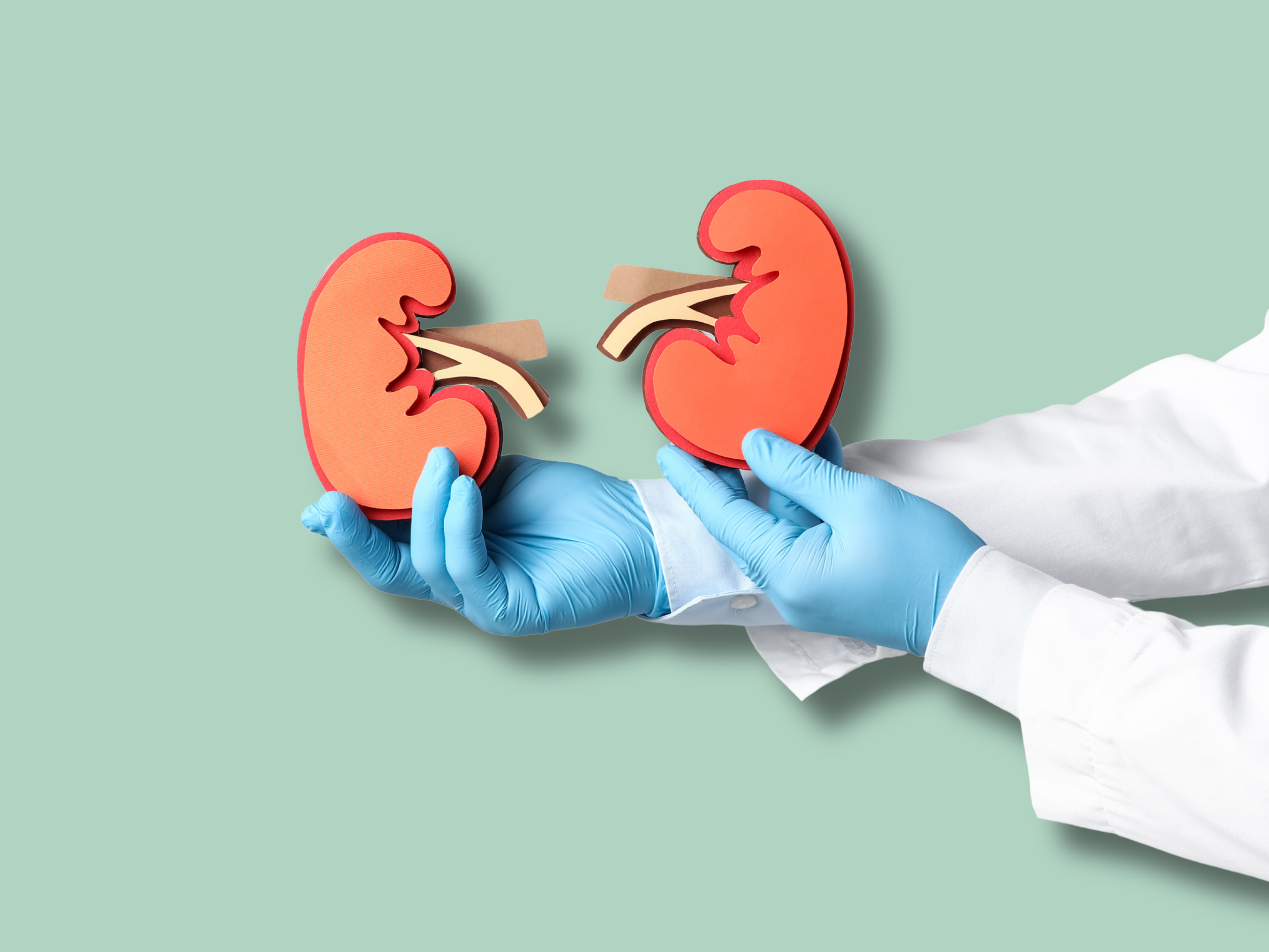 Día Mundial del Riñón