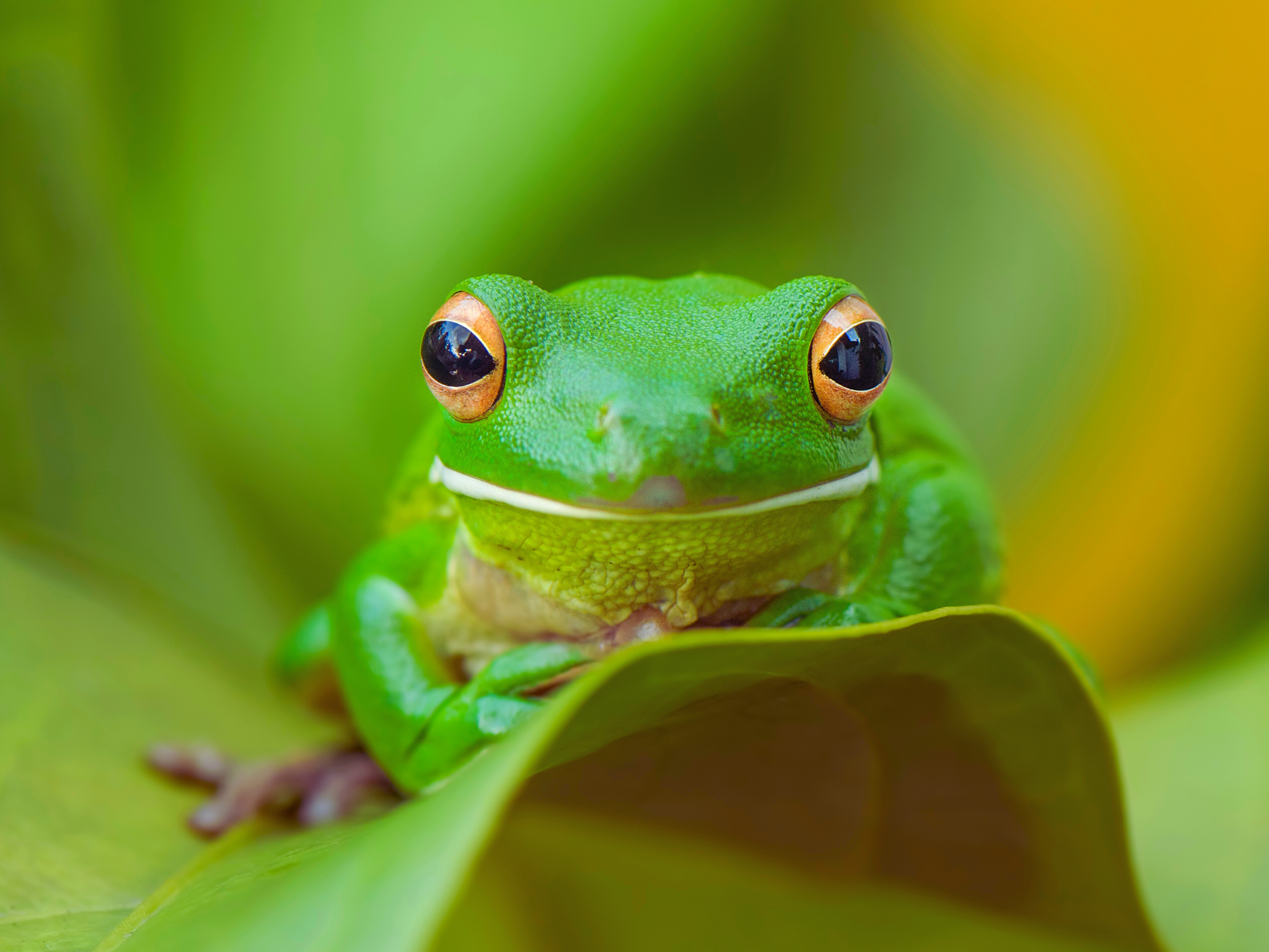 Día Mundial de la Rana: pequeños animales esenciales para el planeta ...