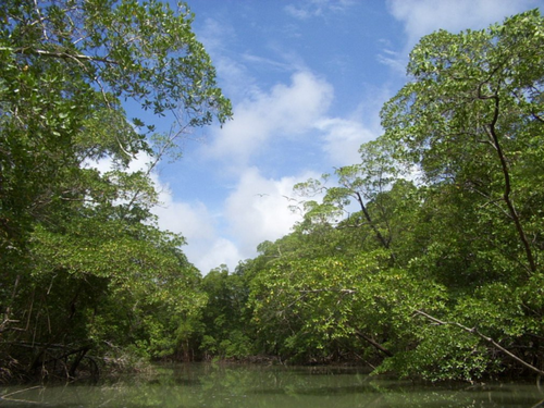Dia da Amazônia