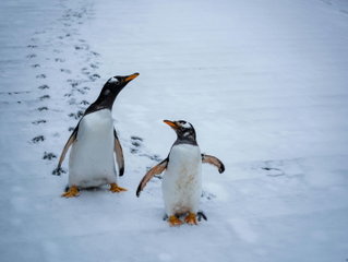 World Penguin Day